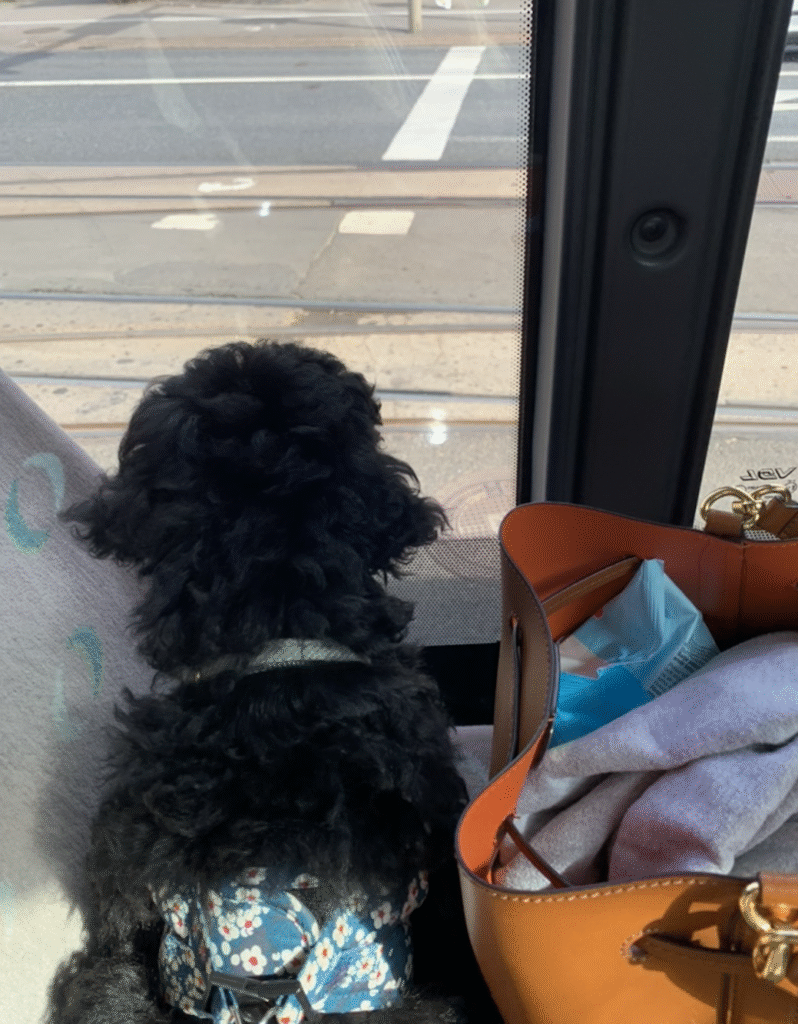 Villakoiran pentu matkustamassa bussin penkillä katselemassa ikkunasta.