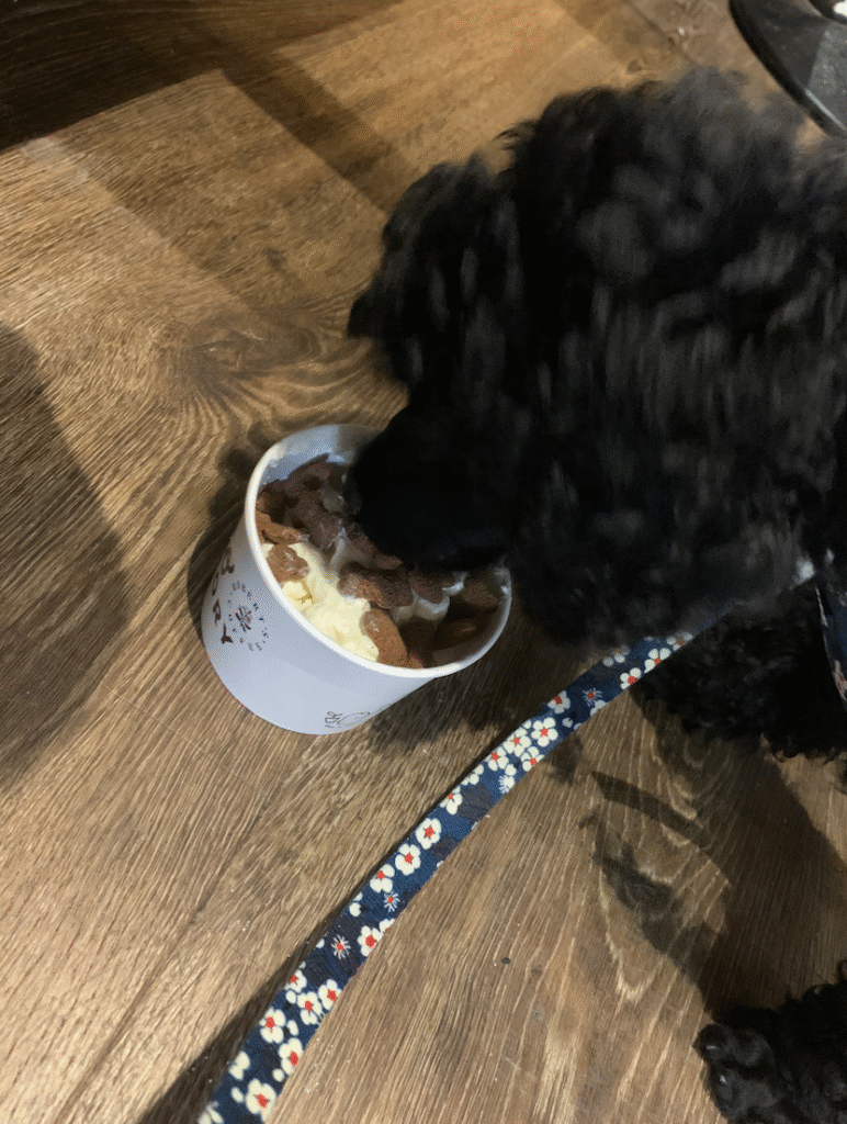 Villakoiran pentu Robert's Coffeessa syömässä herkkuja.
