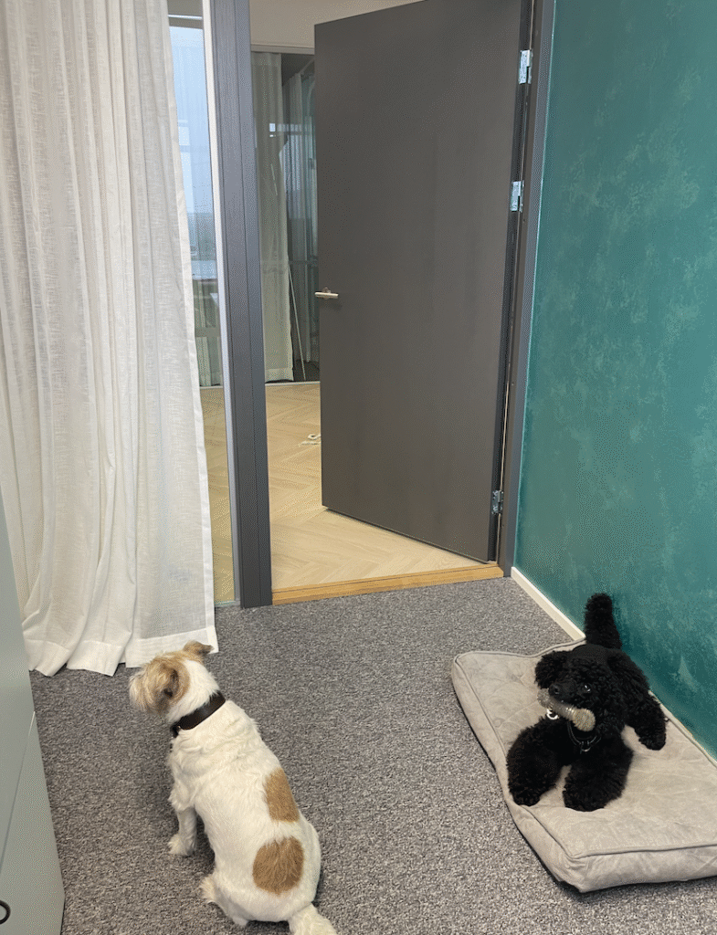 Musta villakoira ja valkoinen jackrusselinterrieri työhuoneessa.