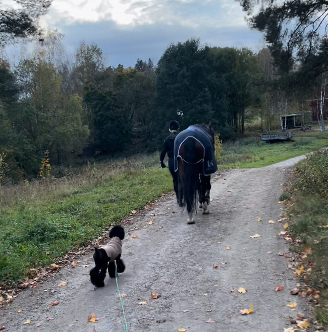 Musta villakoira ja hevonen.
