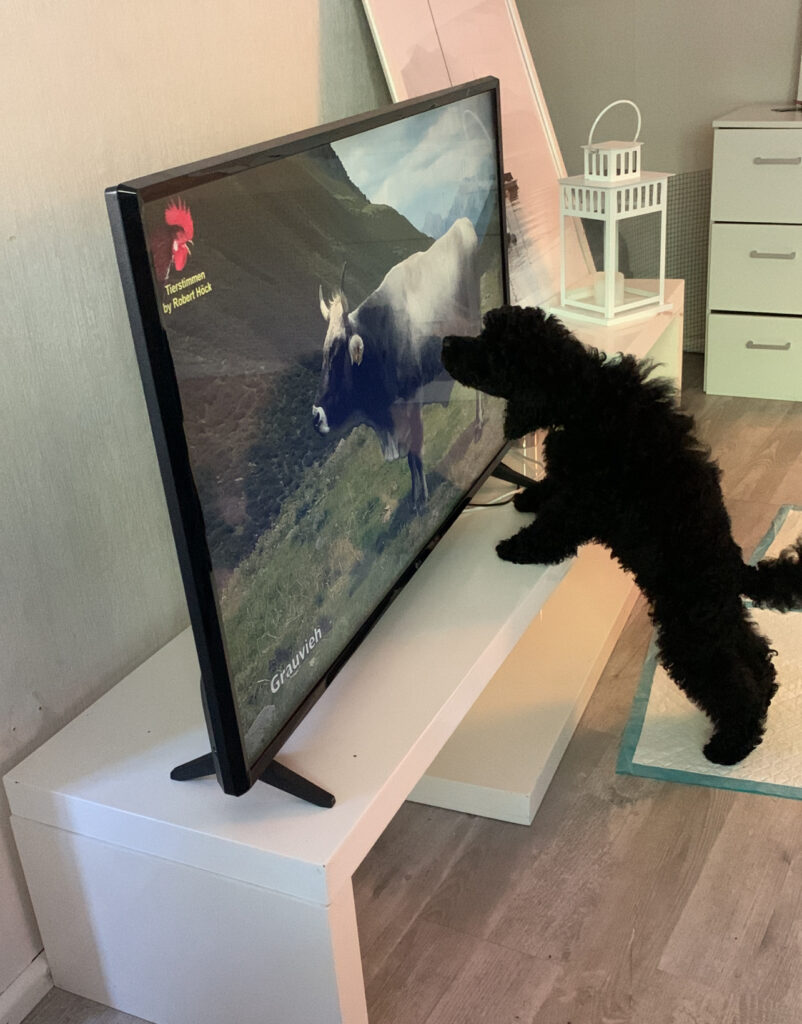 Musta villakoiran pentu katsoo televisiosta eläinvideota.