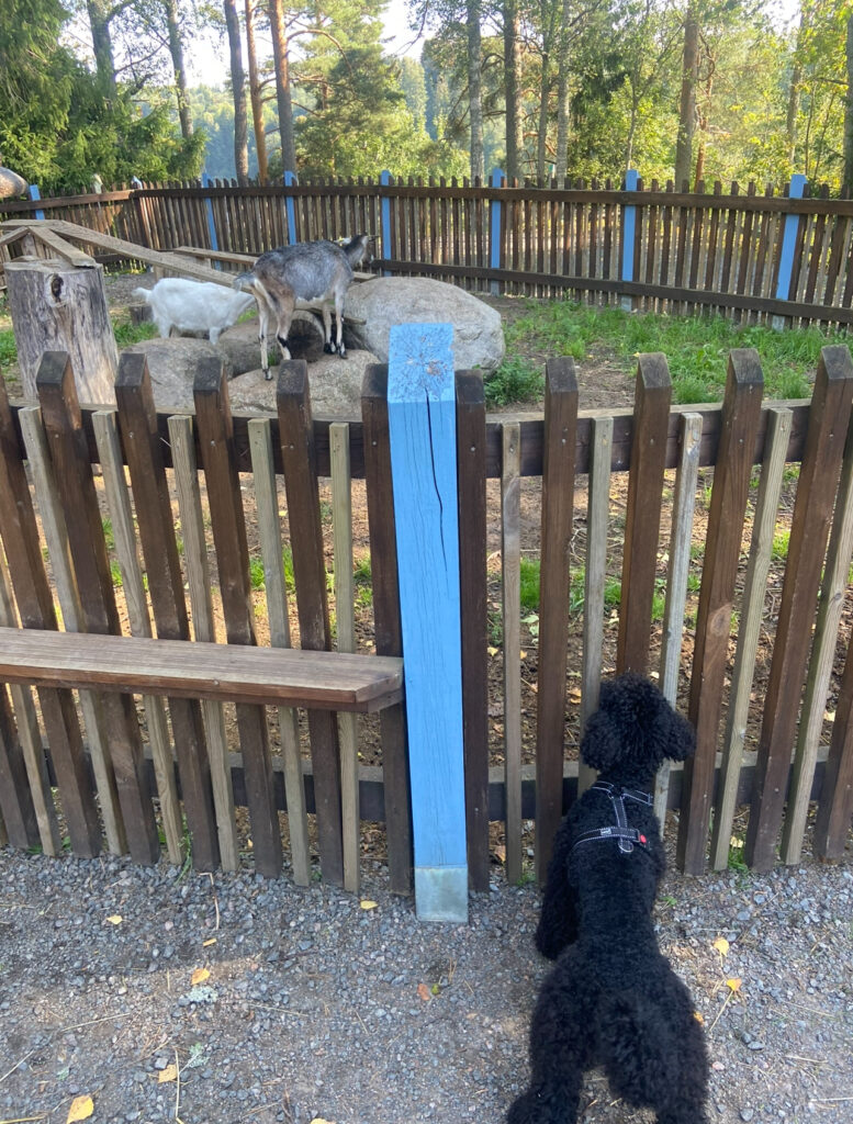 Koira katselemassa vuohia kotieläintilalla.