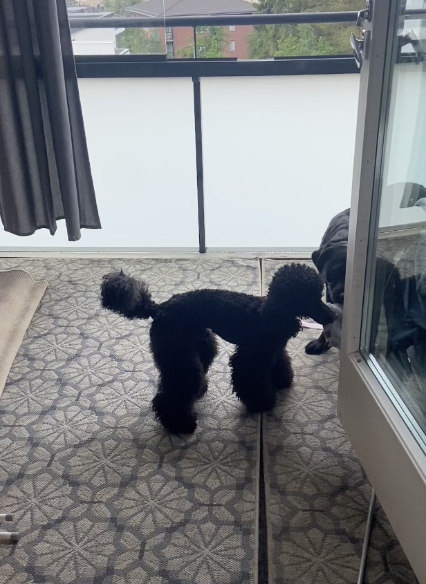 Musta villakoira ja musta labradorinnoutaja kerrostalon parvekkeella.