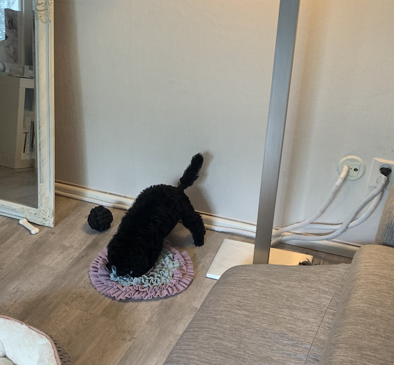 Villakoiran pentu leikkii aktivointilelulla.
