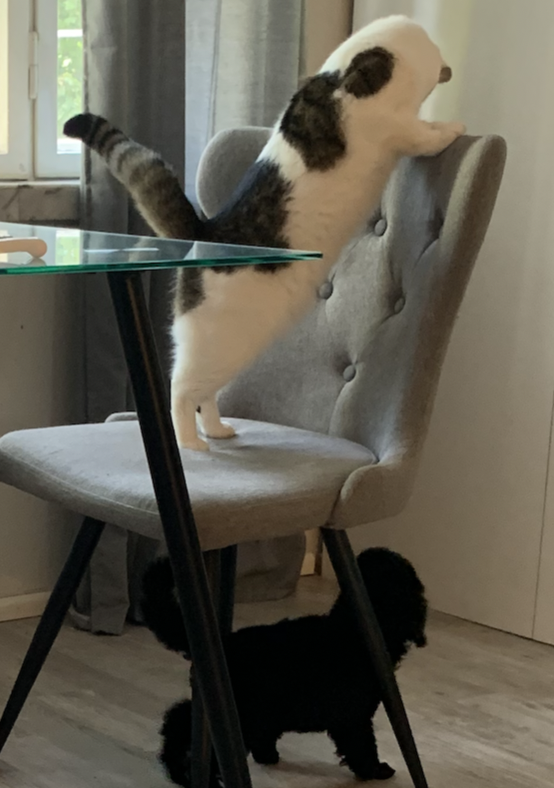Villakoira ja kissa.