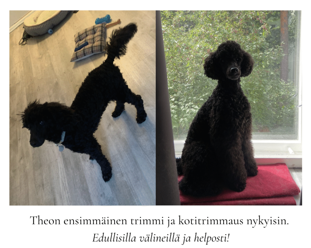 Villakoiran trimmaus kotona ennen ja jälkeen kuva.