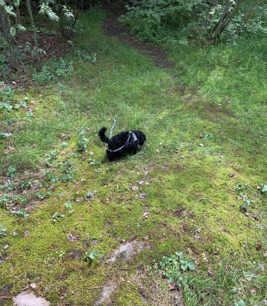Koiranpentu vapaana metsässä sosiaalistumassa.