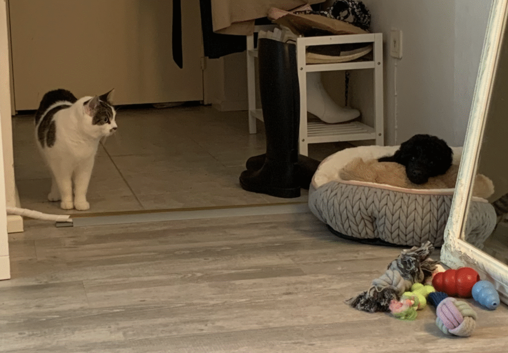 Koiran totuttaminen kissaan.