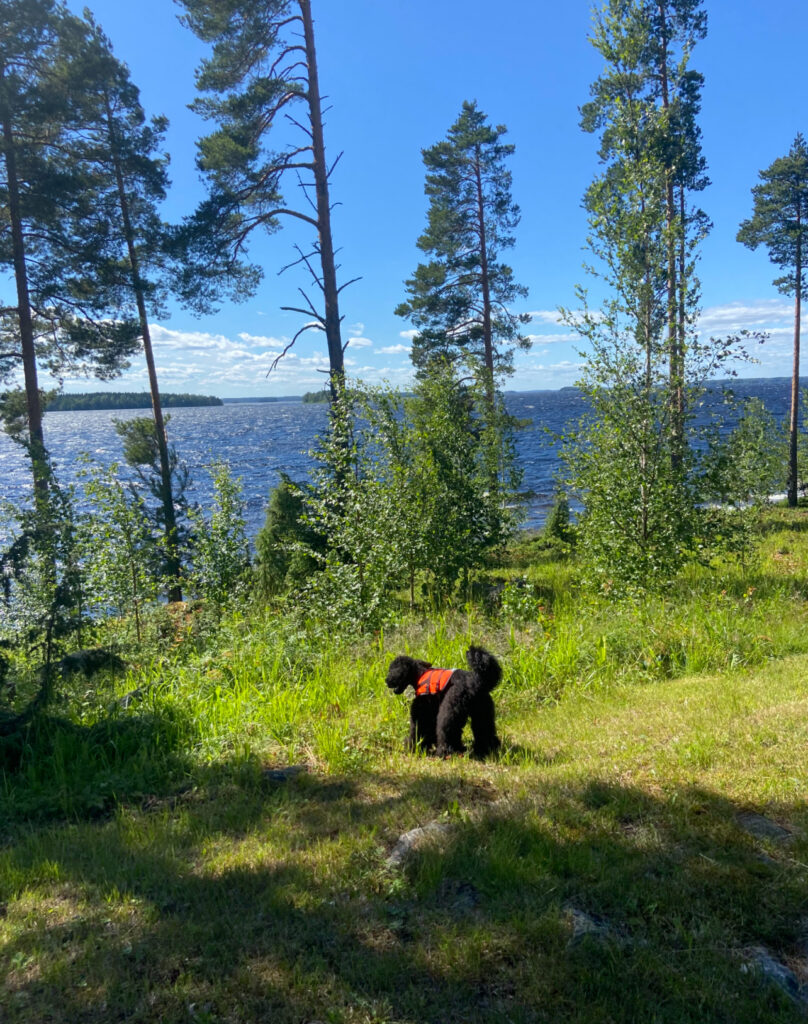 Musta villakoira mökillä koiran pelastusliivi päällä.