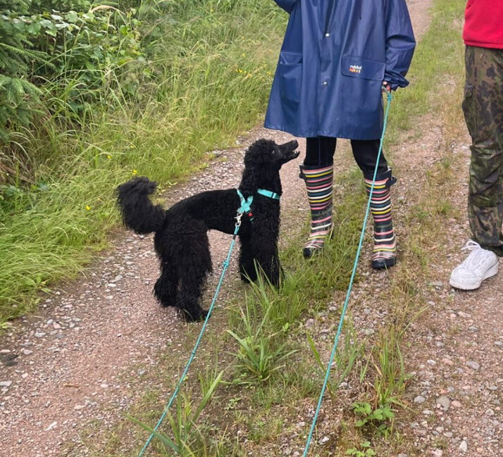 Musta villakoira mökillä pitkässä liinassa.